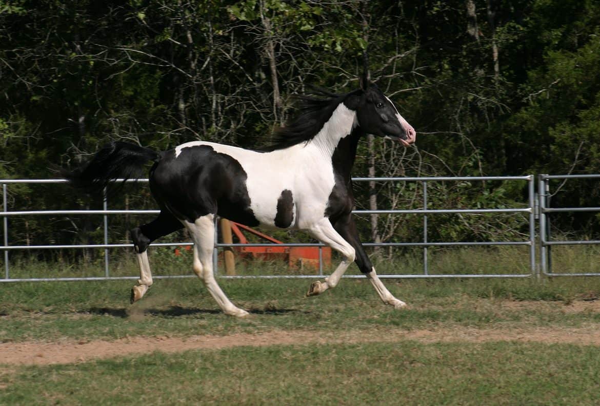 15 Of Our Favorite Pictures Of Paint Horses