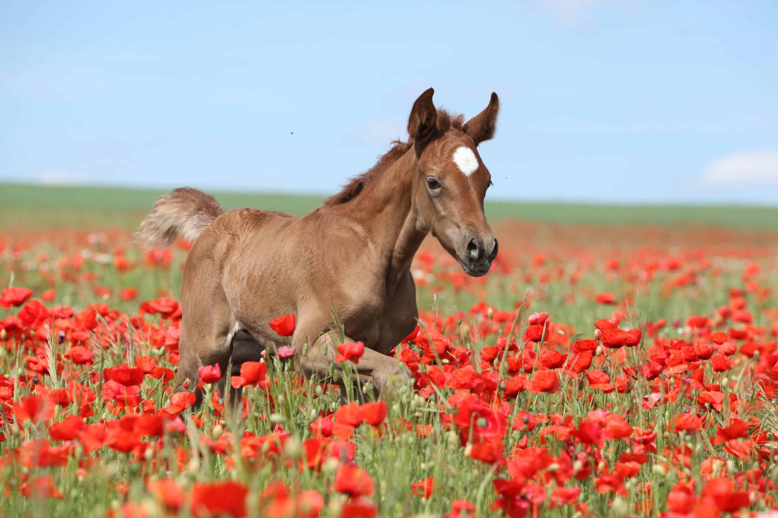 Arabian horse running in red poppy field