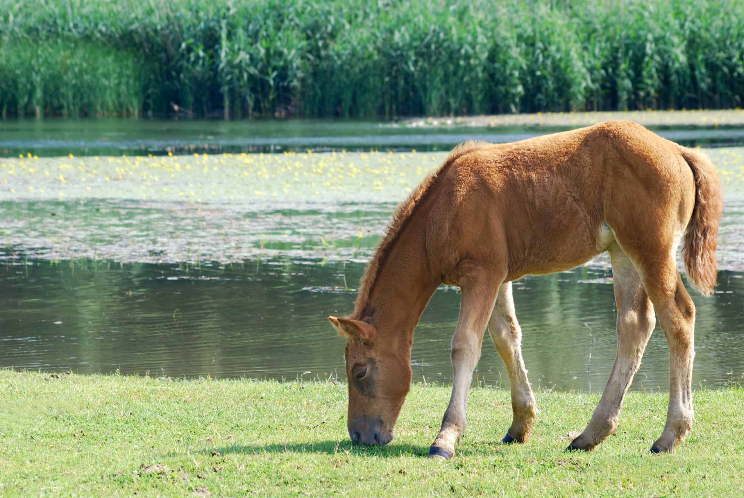 Brown horse foal on pasture