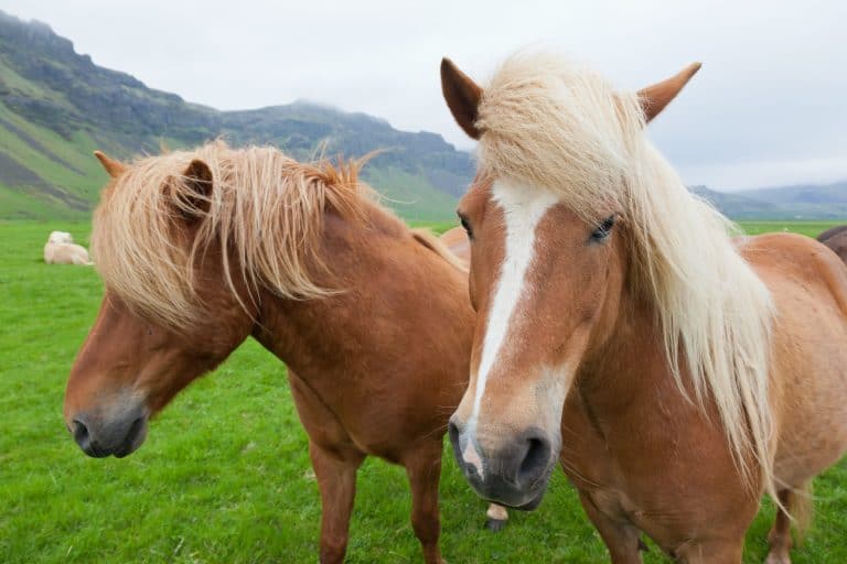Two nice Icelandic horses with chestnut hair coat walking in a icelandic summer