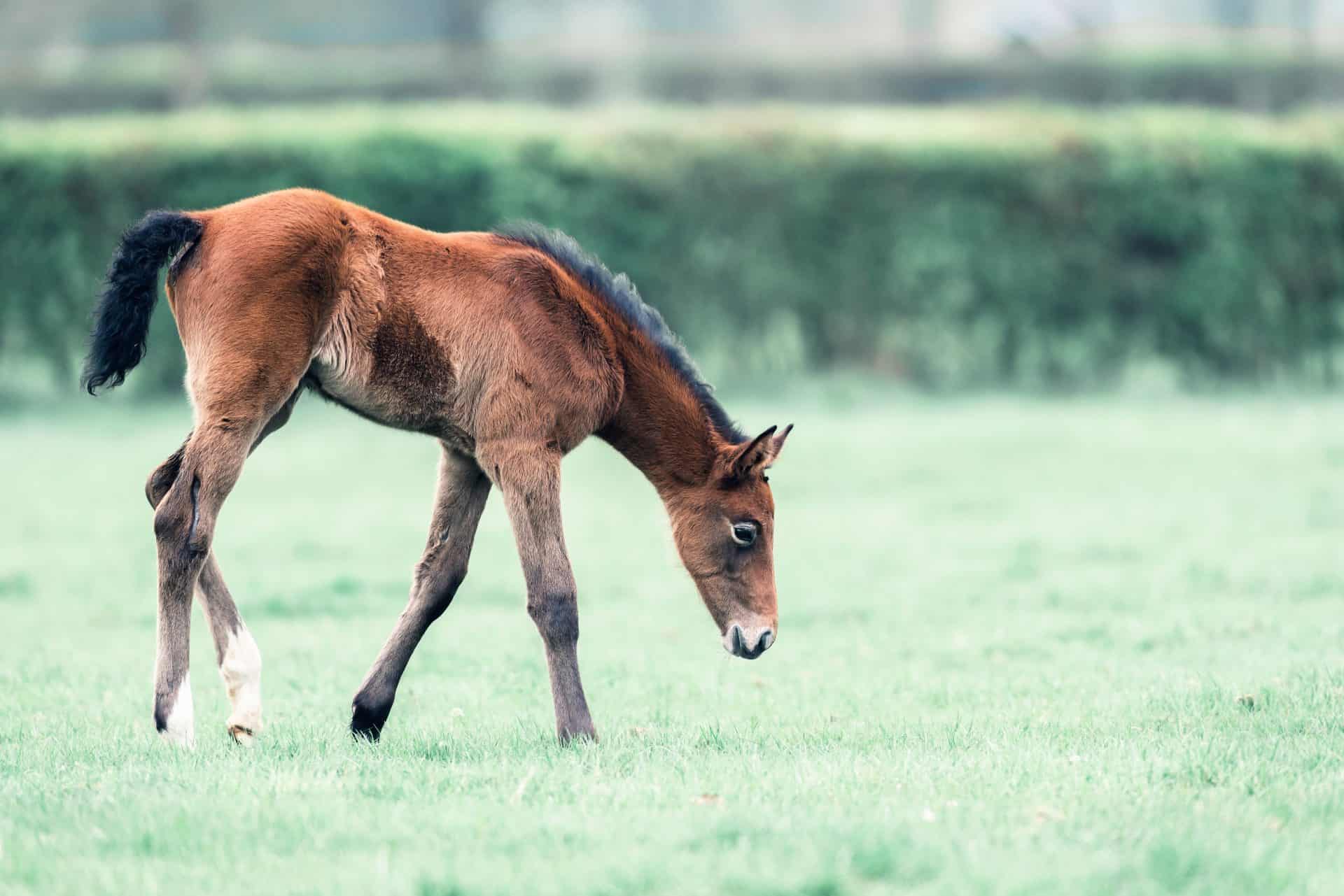 20 Adorable Pictures Of Foals You'll Love