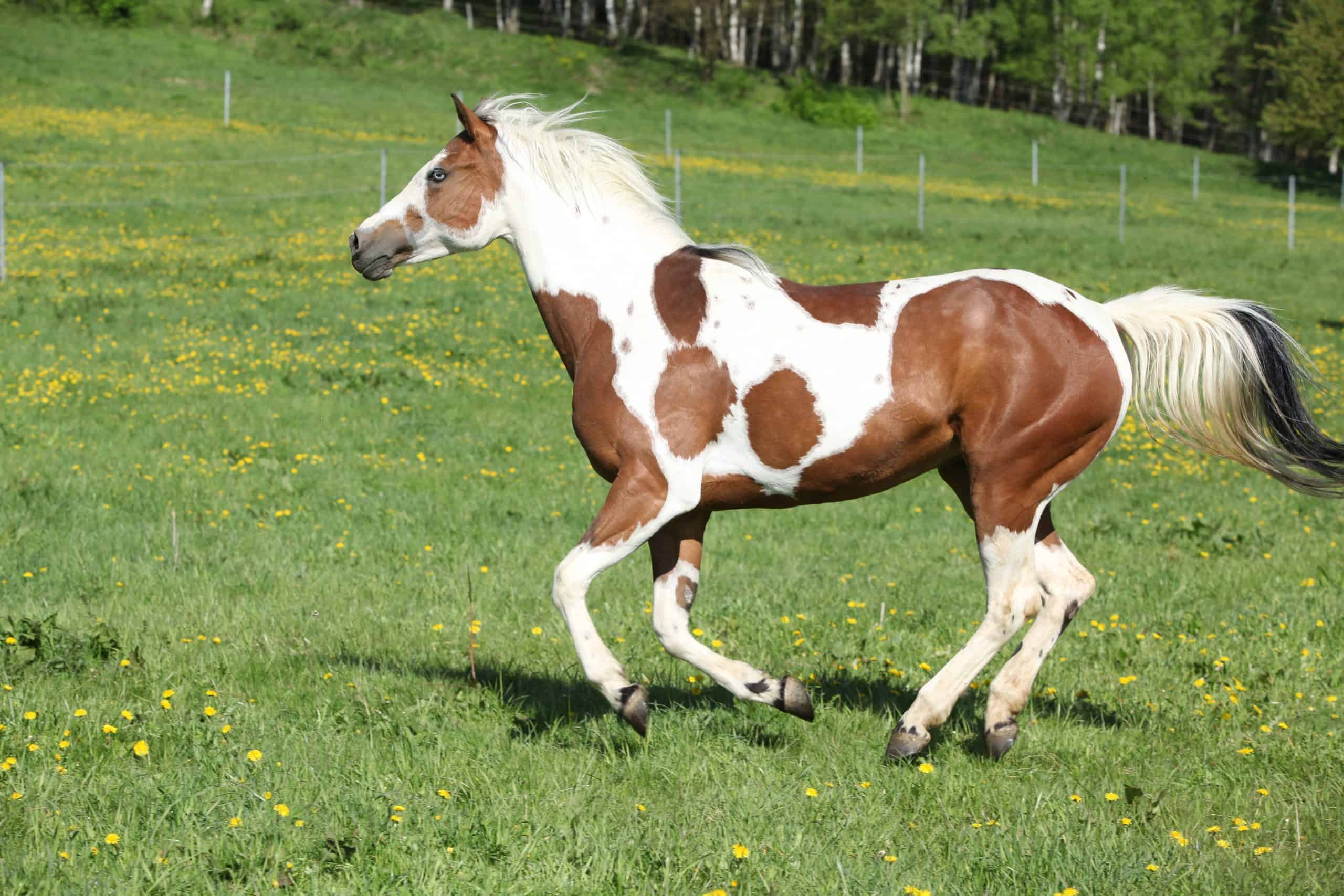 Gorgeous paint horse mare running on springs pasturage