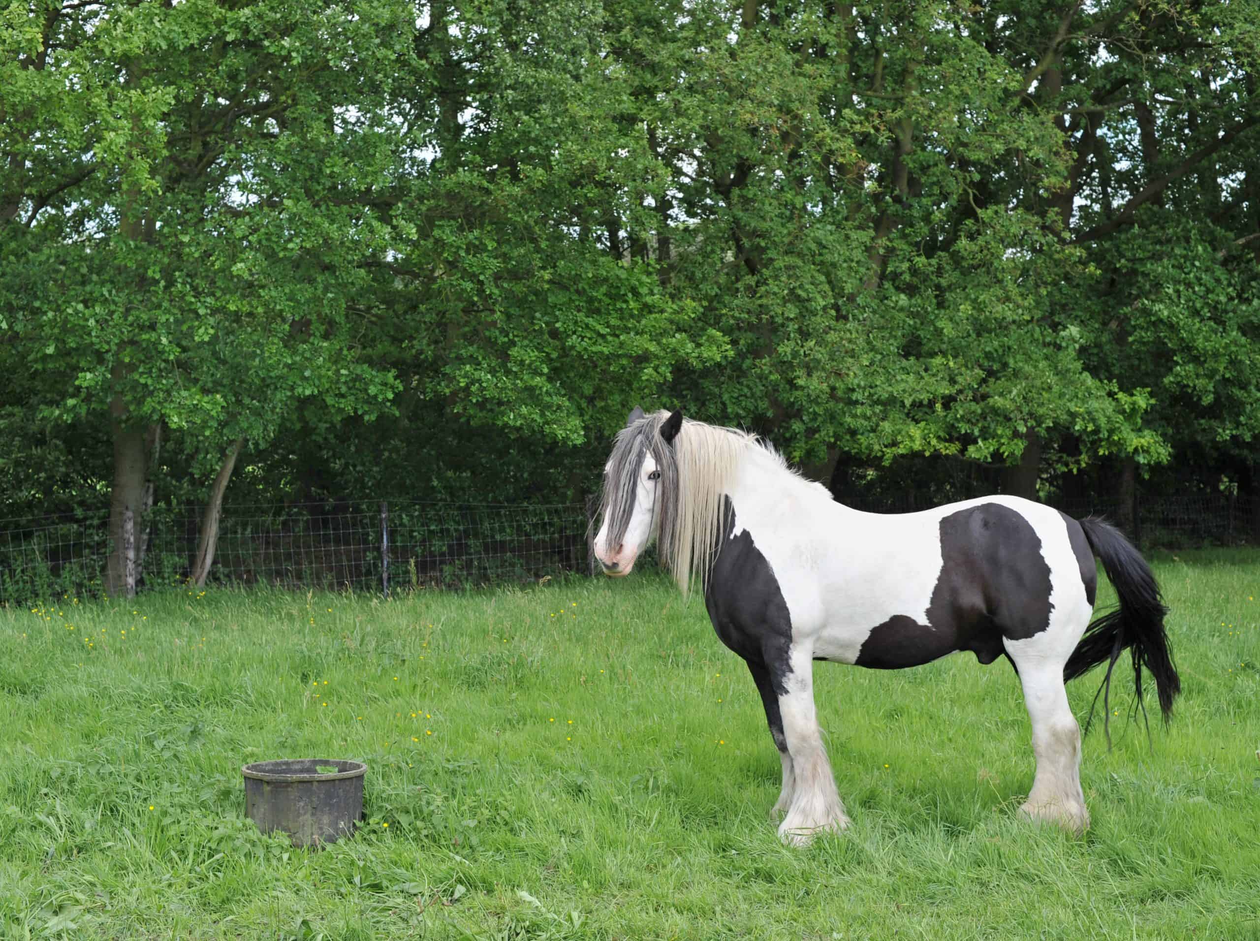 horse manes Gypsy Vanner stallion standing in the pasture.