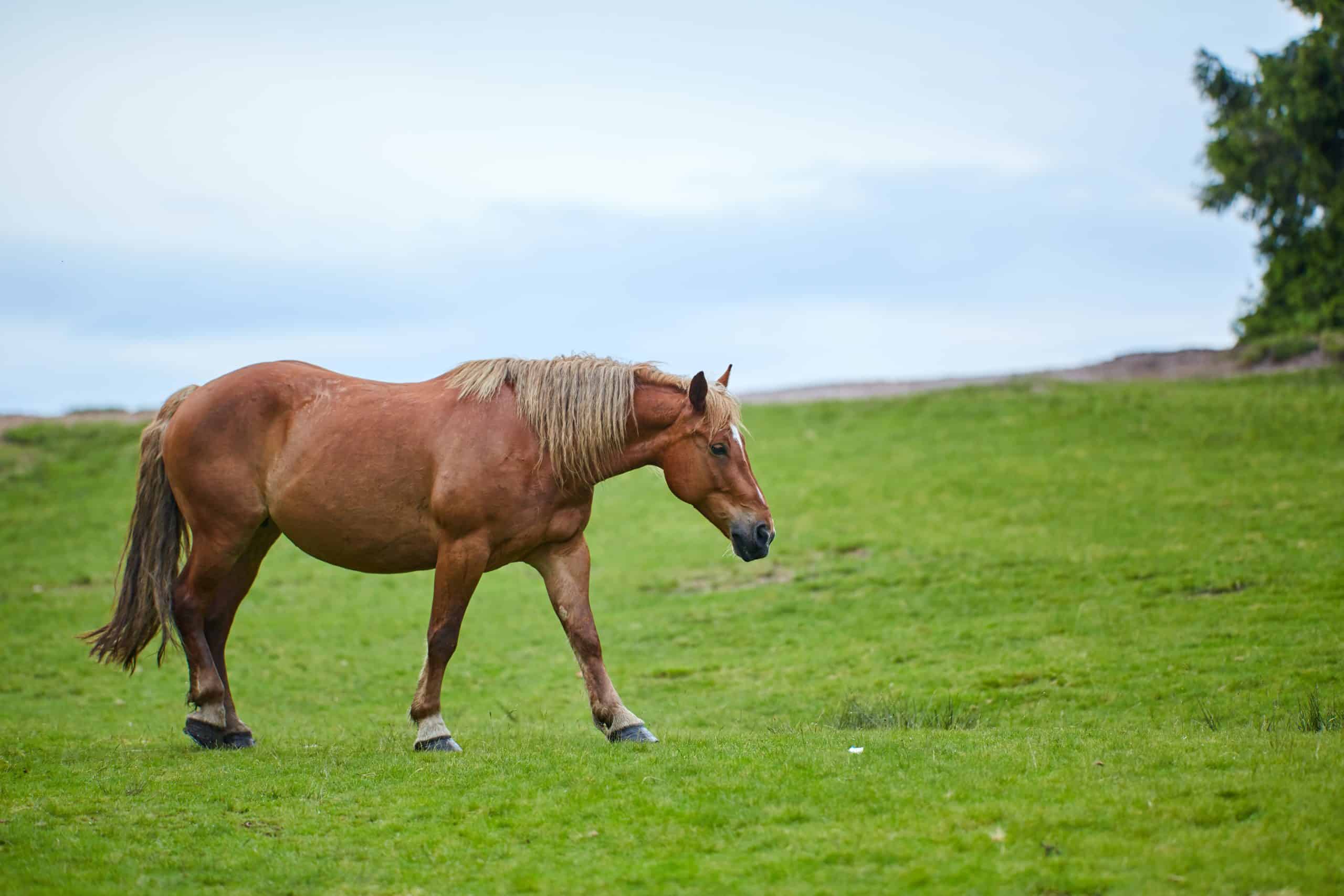 Horse grazing on a pasture in the highlands