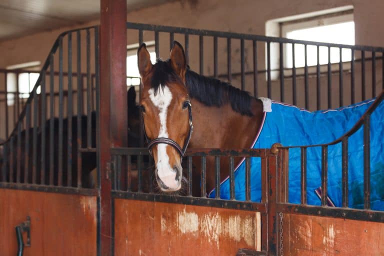 Horse wearing a blue blanket at the stable