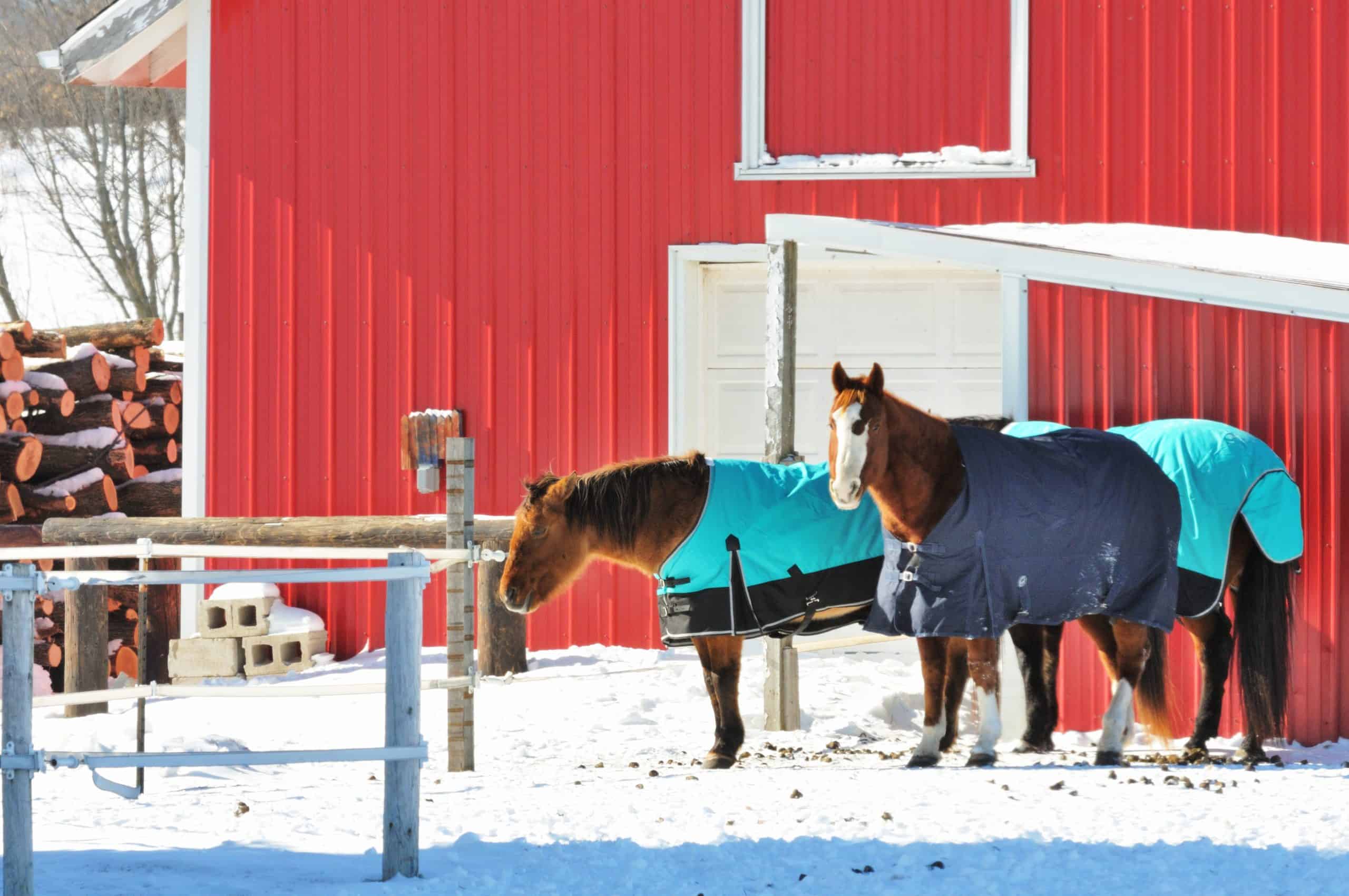 Three horses wearing blue blankets in winter corral.