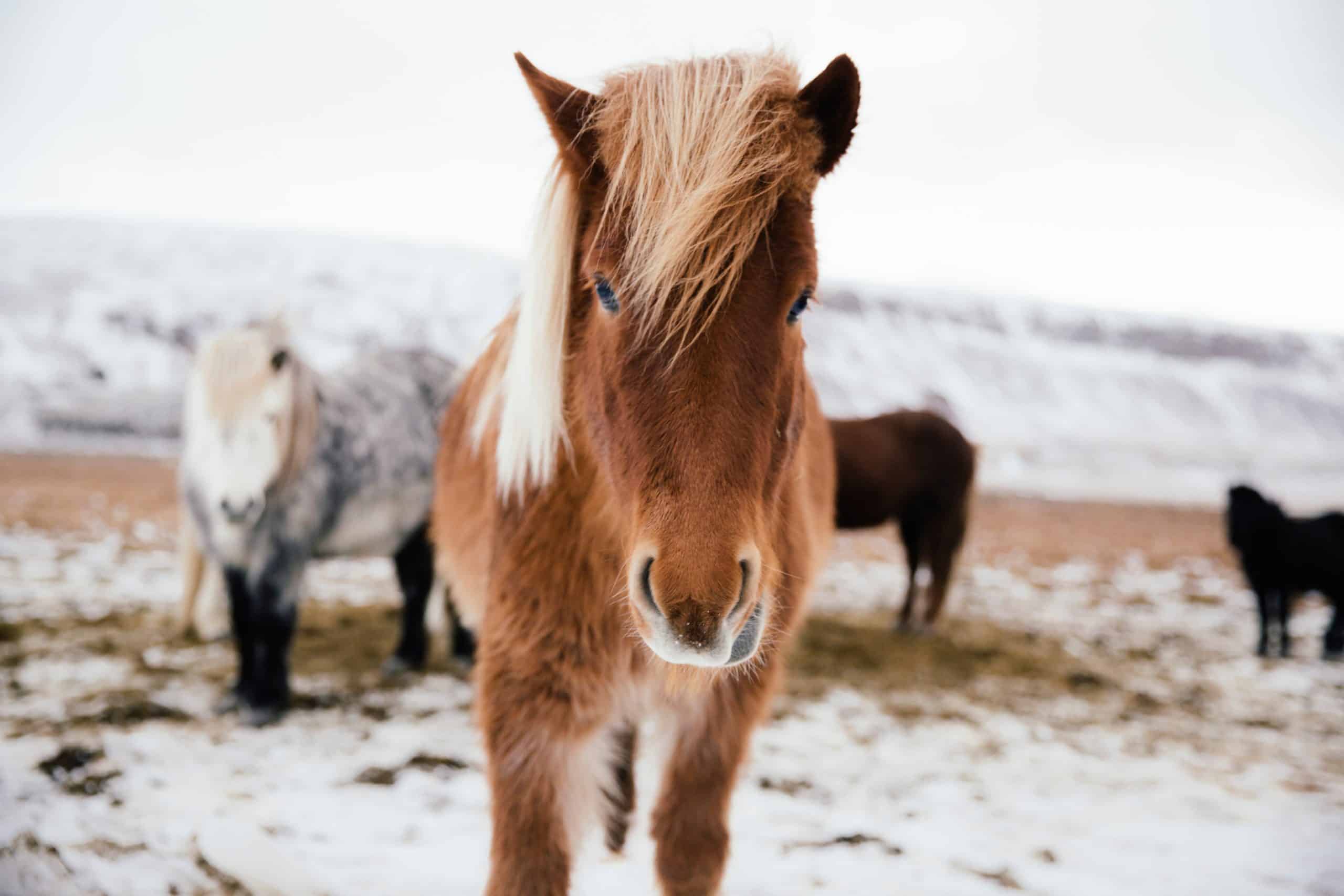 oldest horse breeds Icelandic Horse