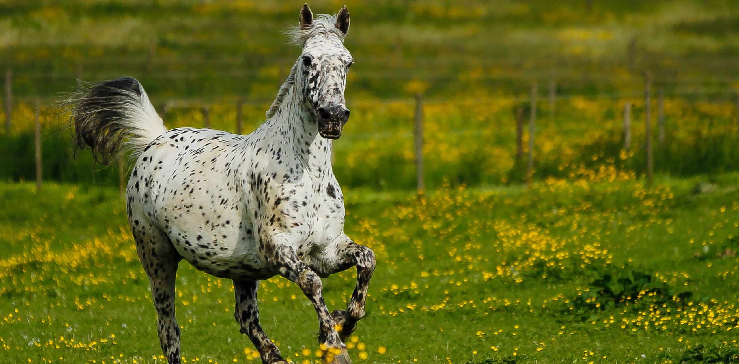 The Appaloosa & Knabstrupper: Spot the Difference - Horse Illustrated