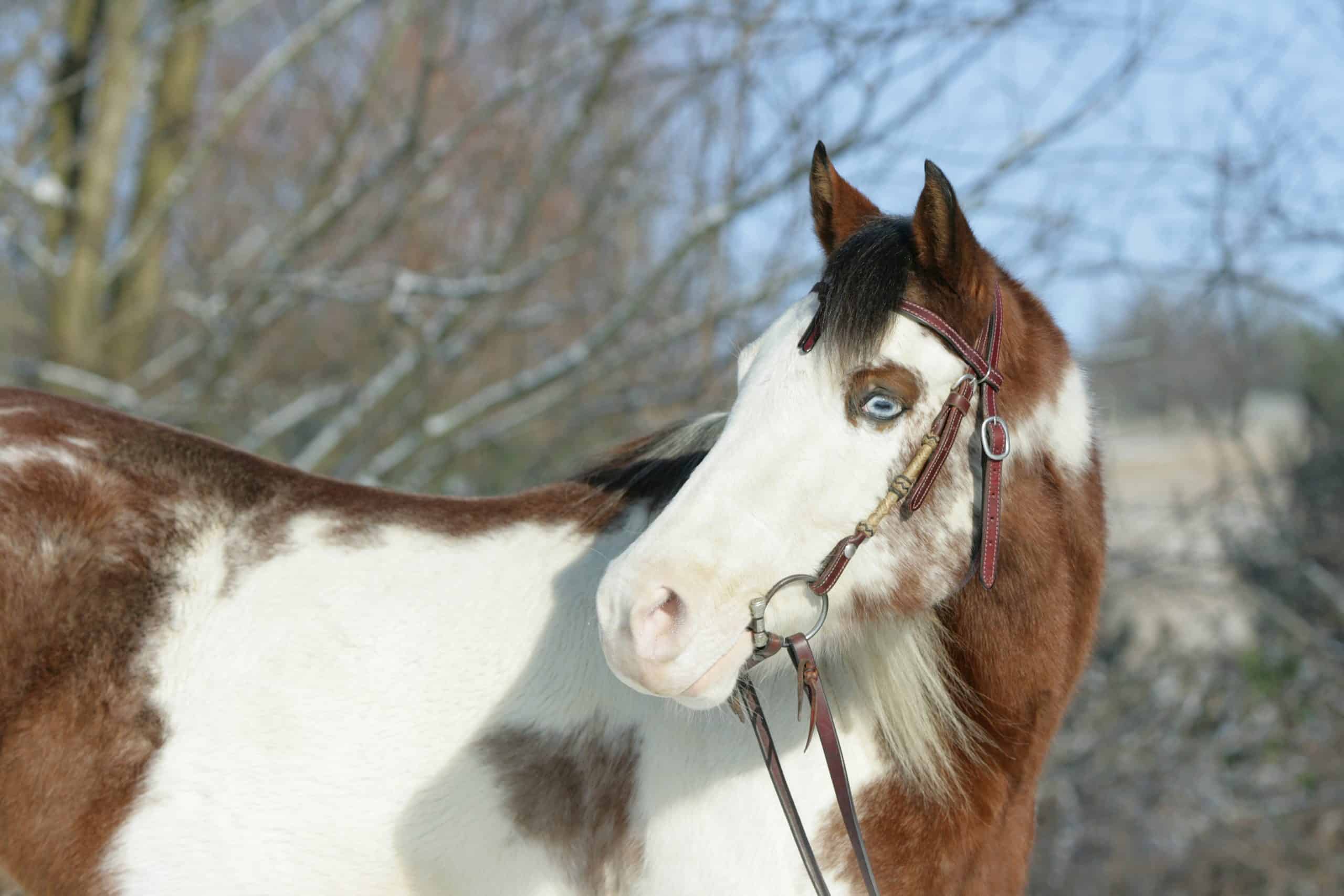 paint horses with blue eyes