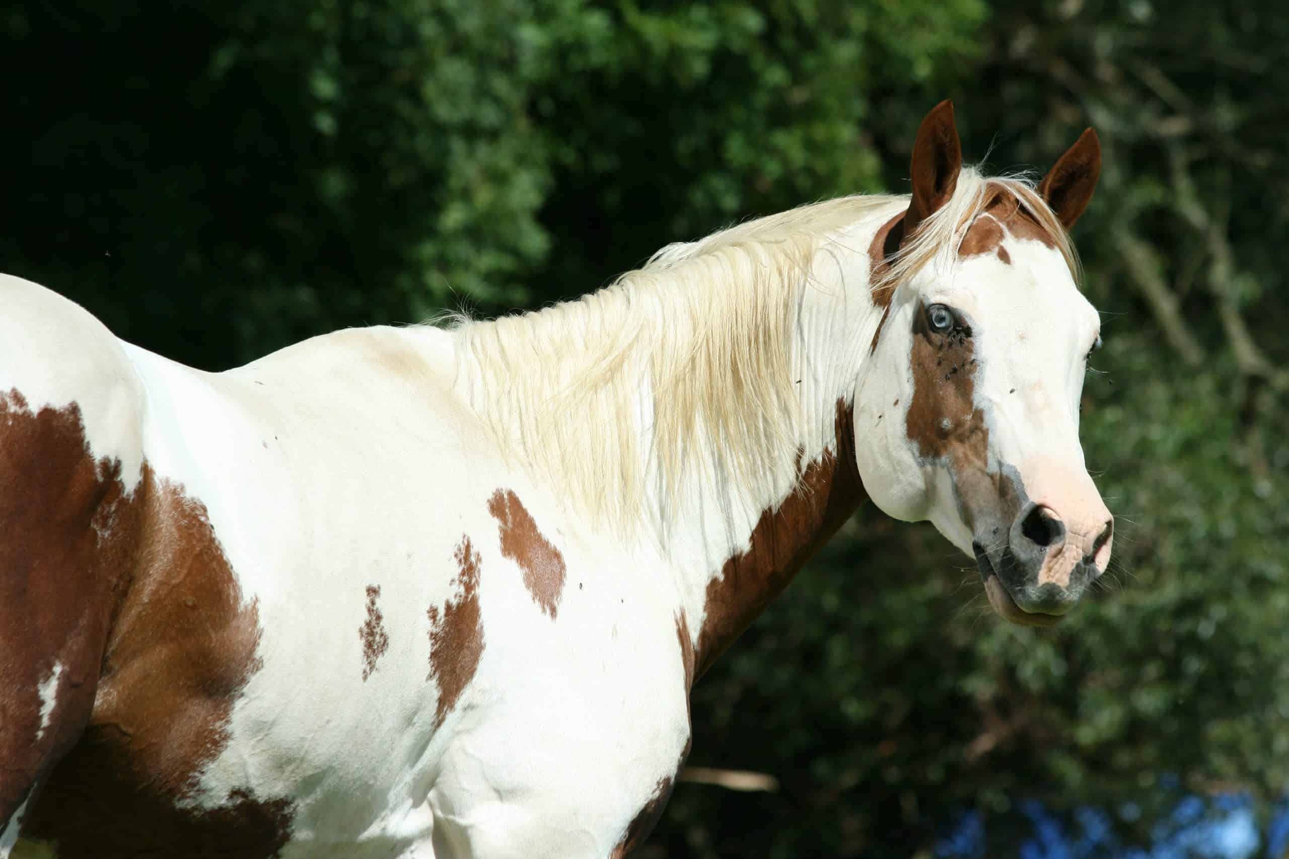 paint horses with blue eyes