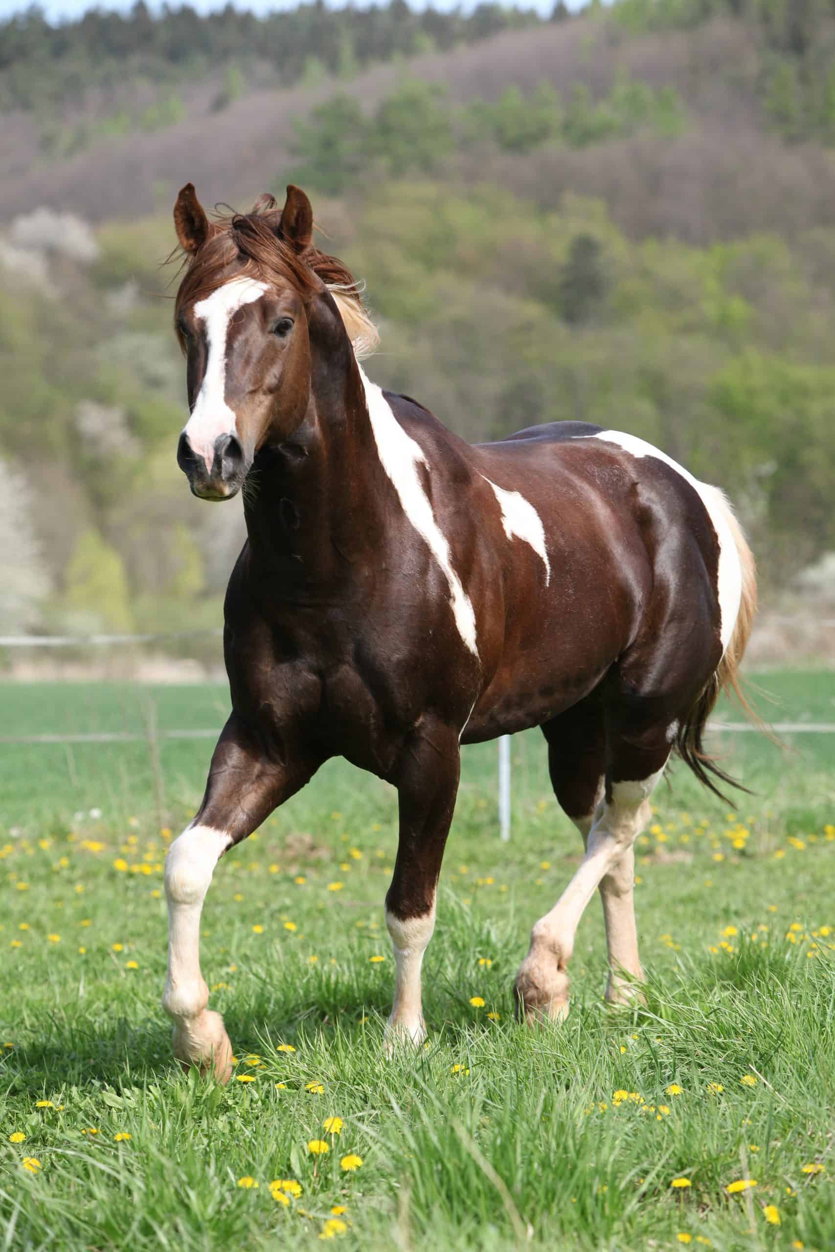 Paint horse stallion moving