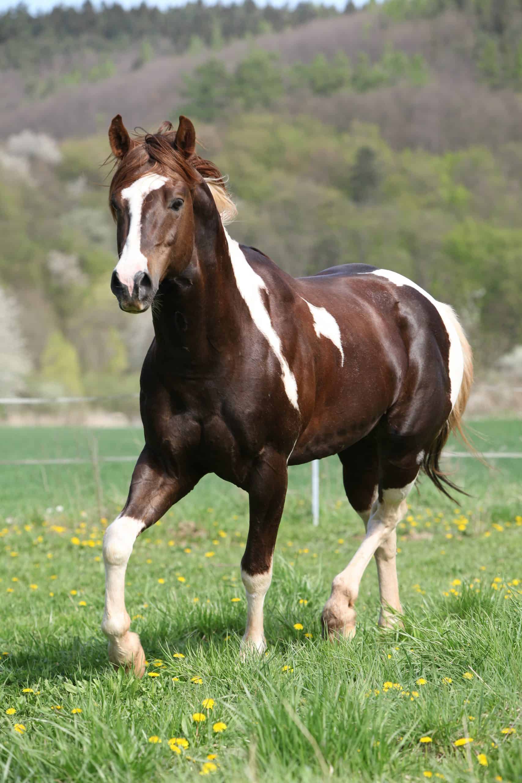 piebald horse