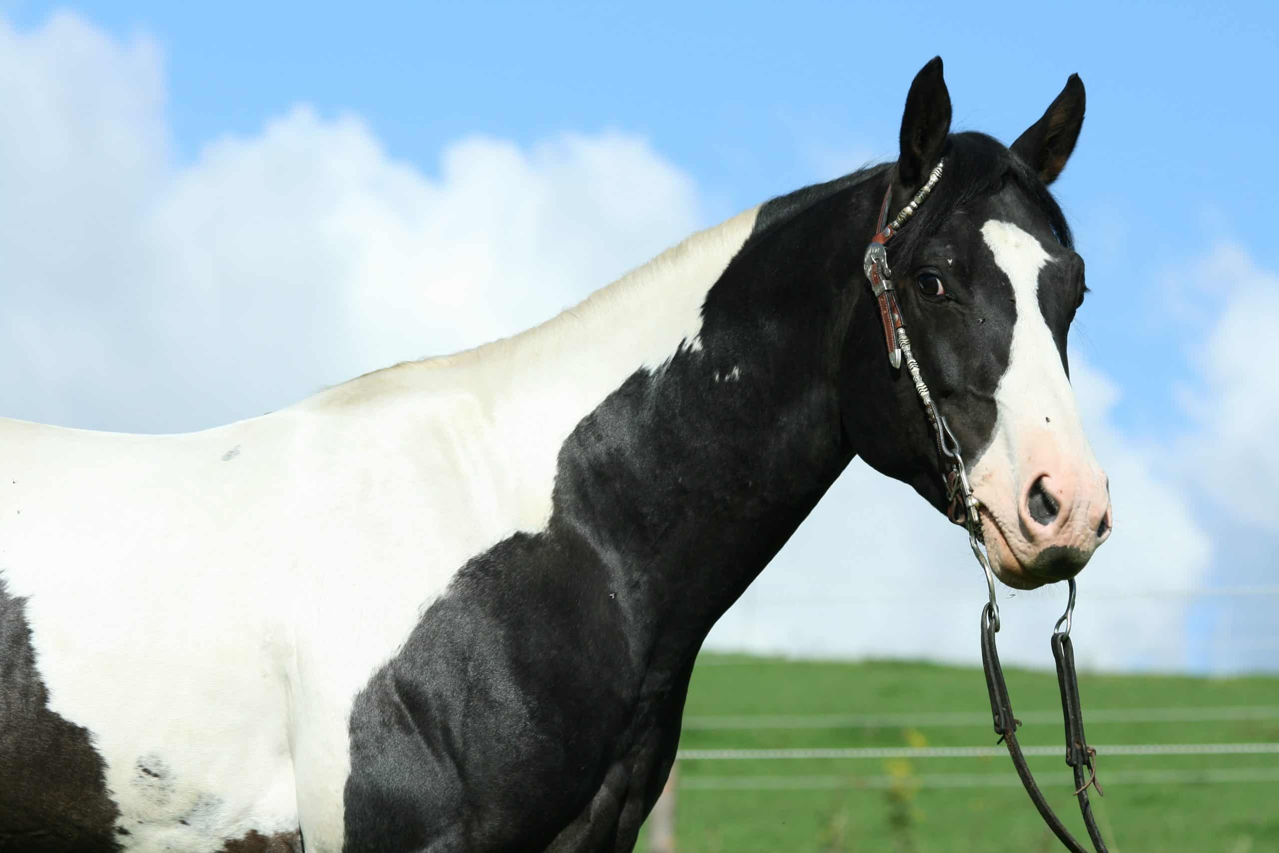 black and white paint horses