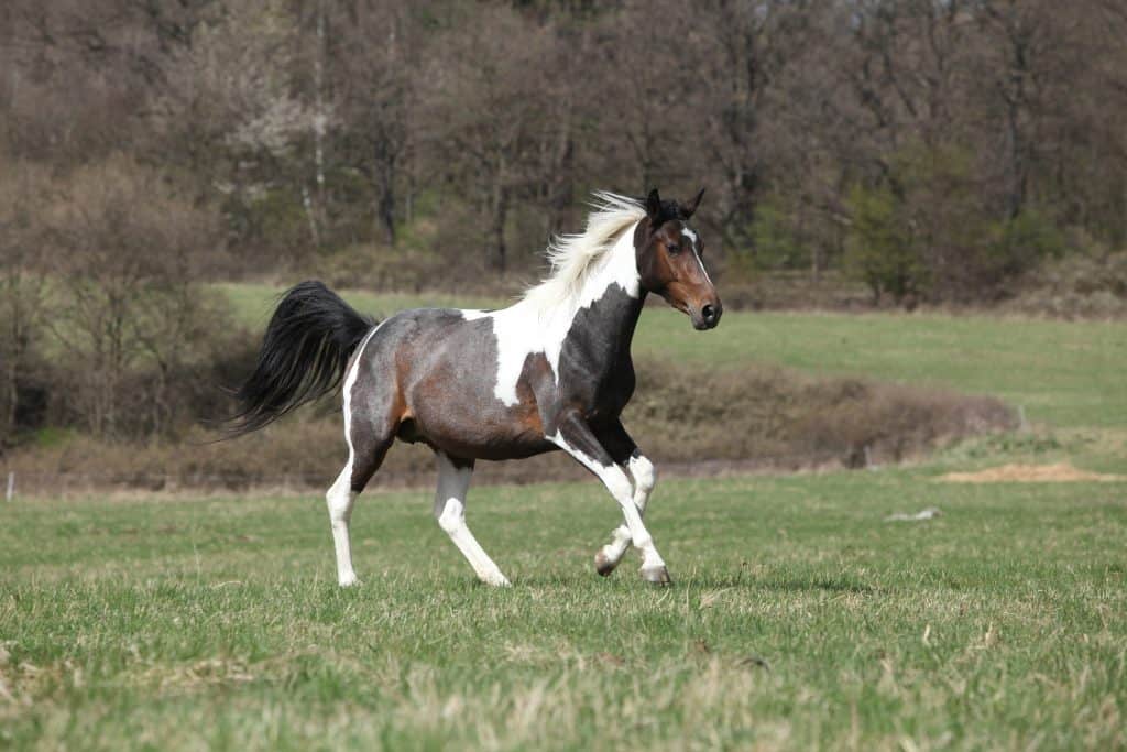 15 Of Our Favorite Pictures Of Paint Horses