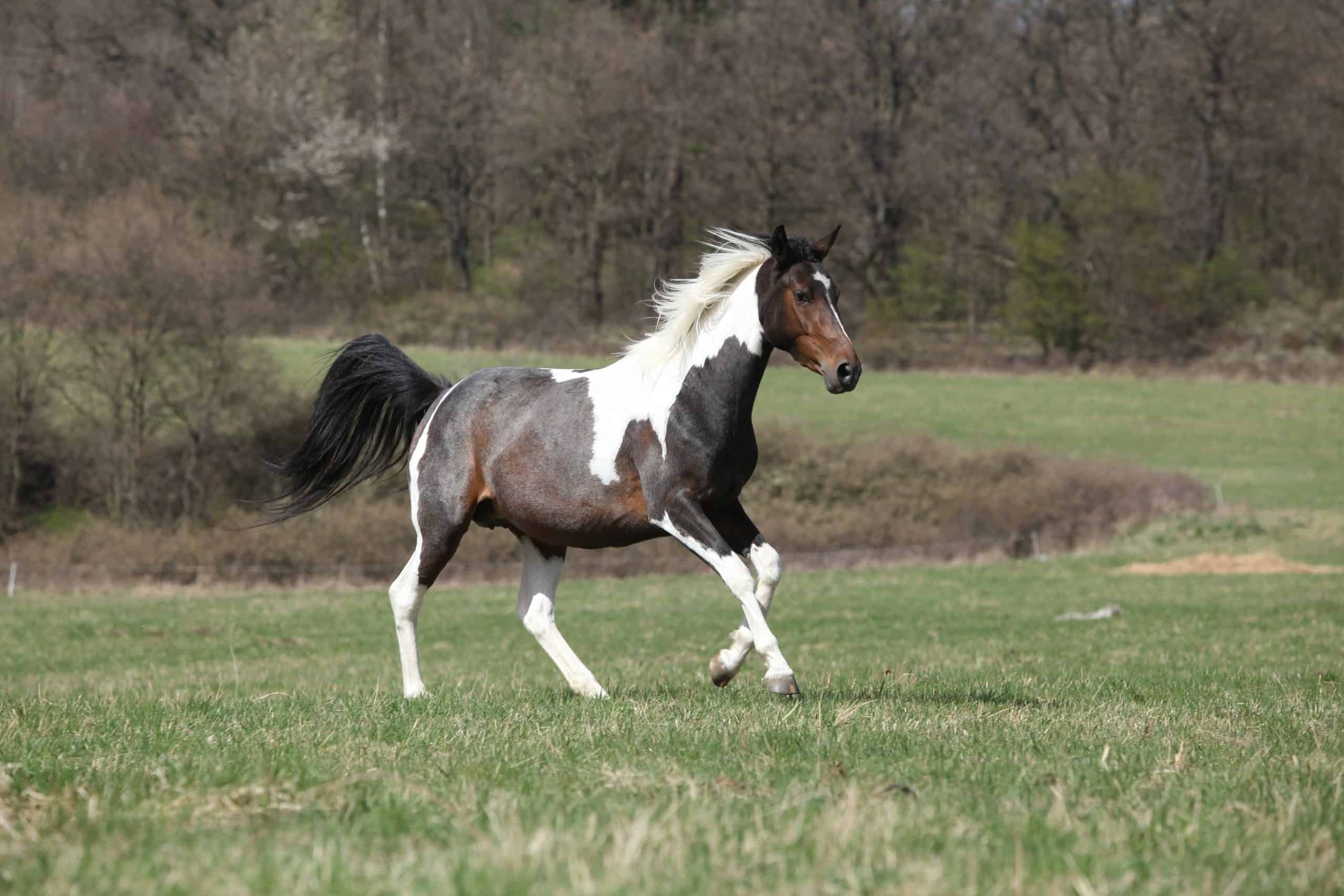 black and white paint horses