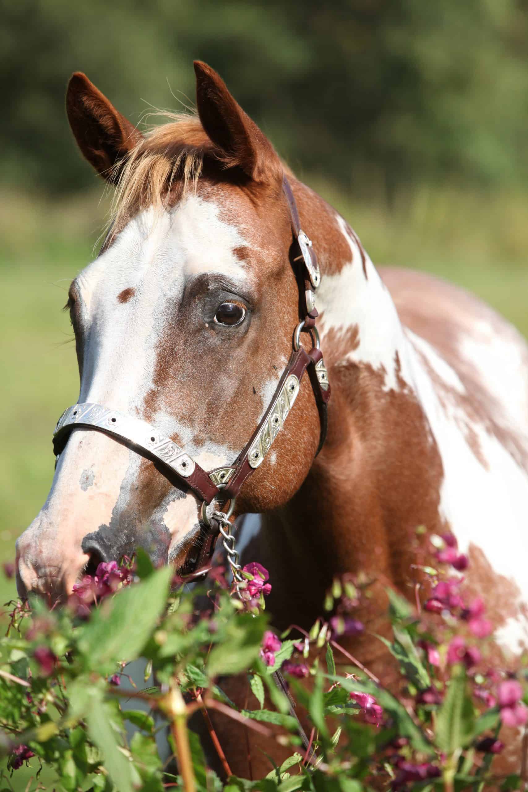 Paint horse with western halter behind flowers
