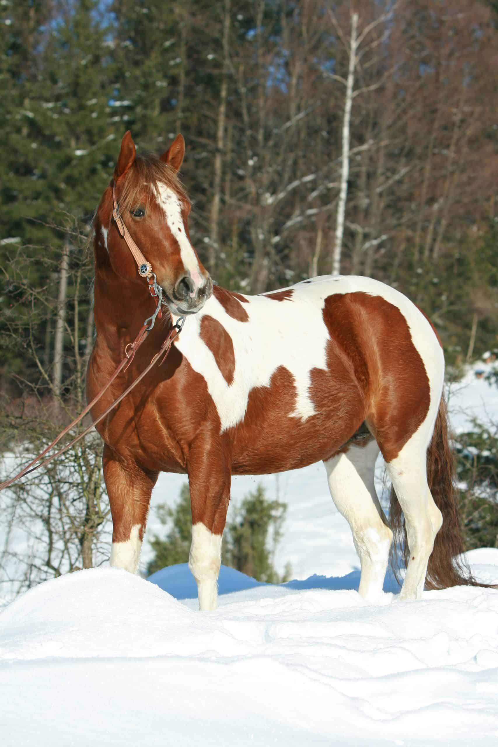 Lovely paint horse with western bridle in winter