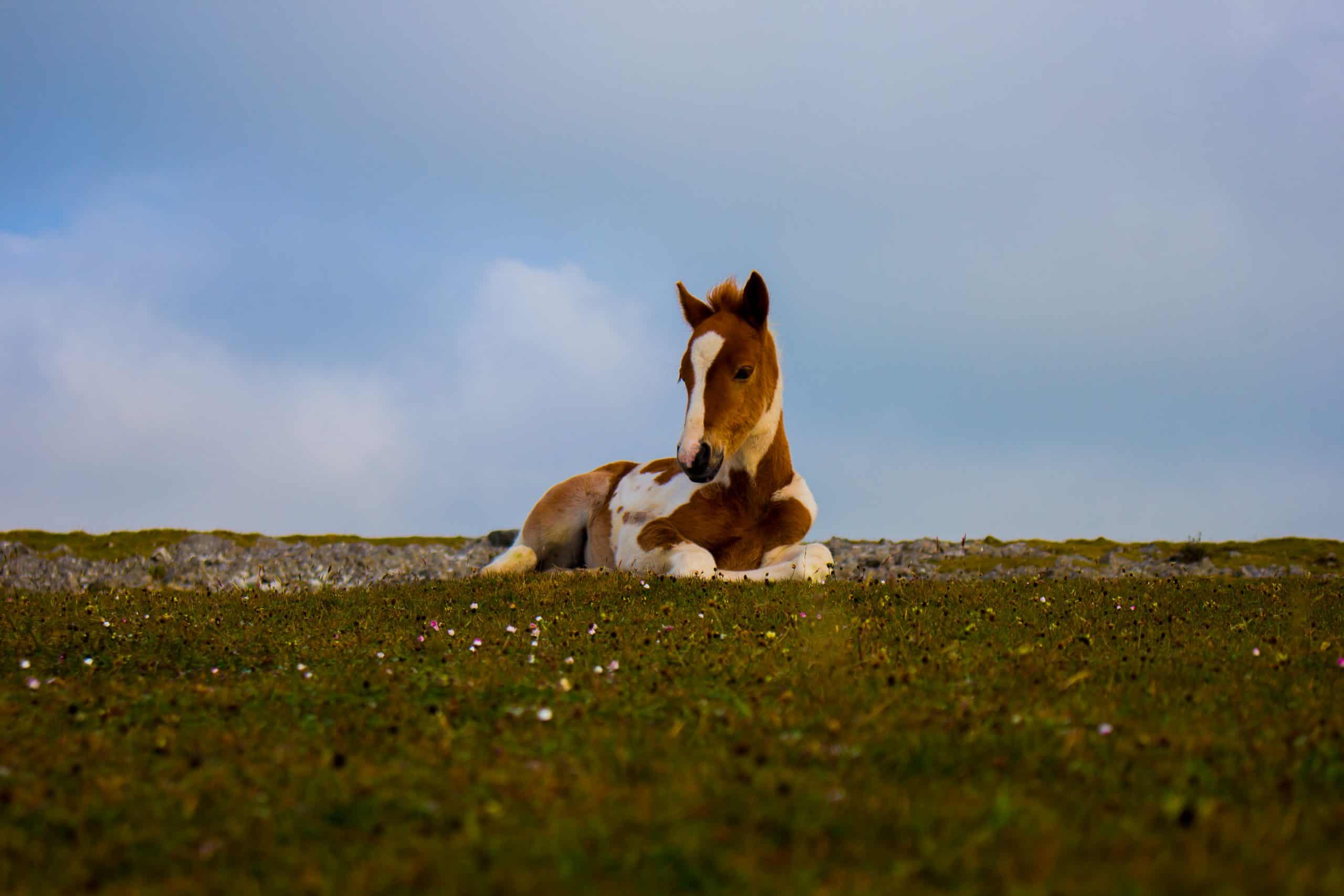 Photo of White and Brown Foal Lying Down on Grass