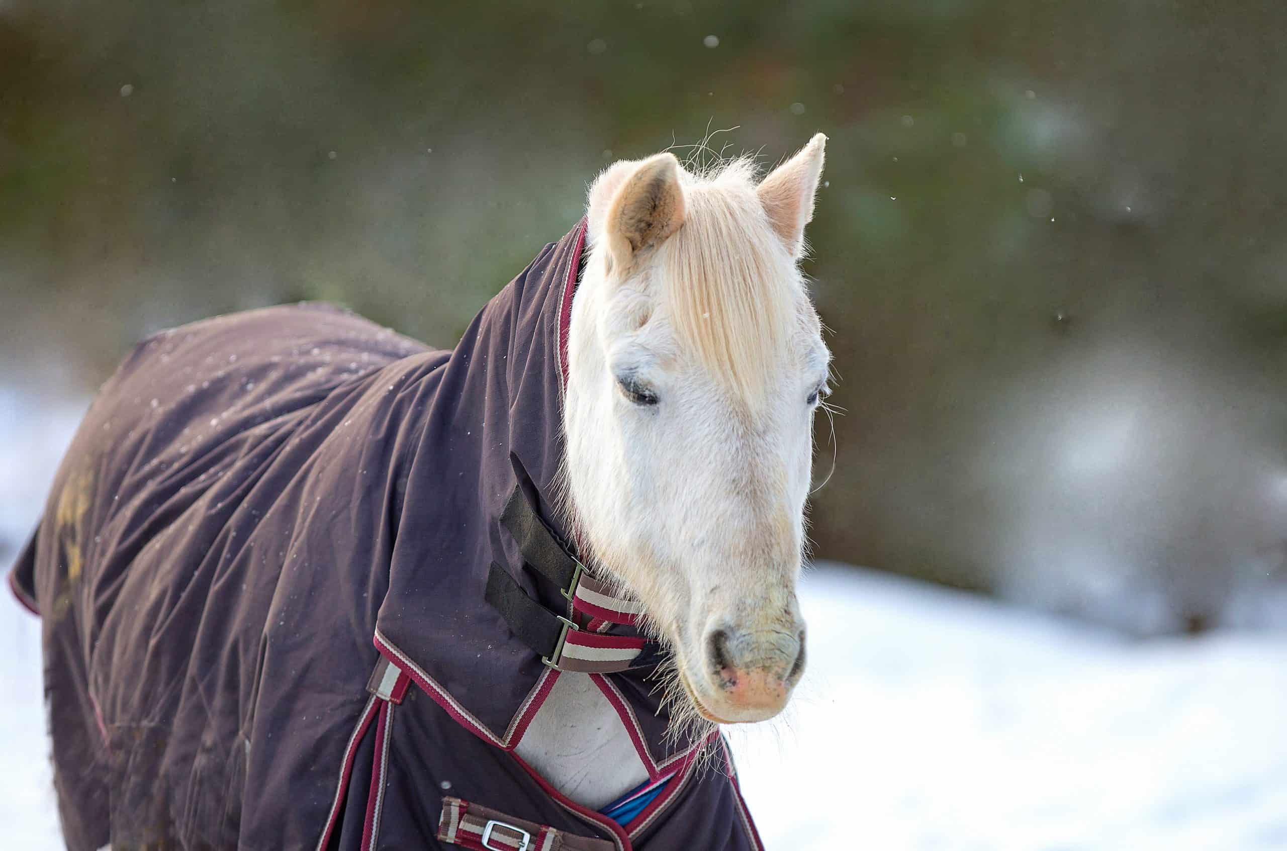 A closeup portrait of a white horse in a horse blanket, in a snowy winter setting.