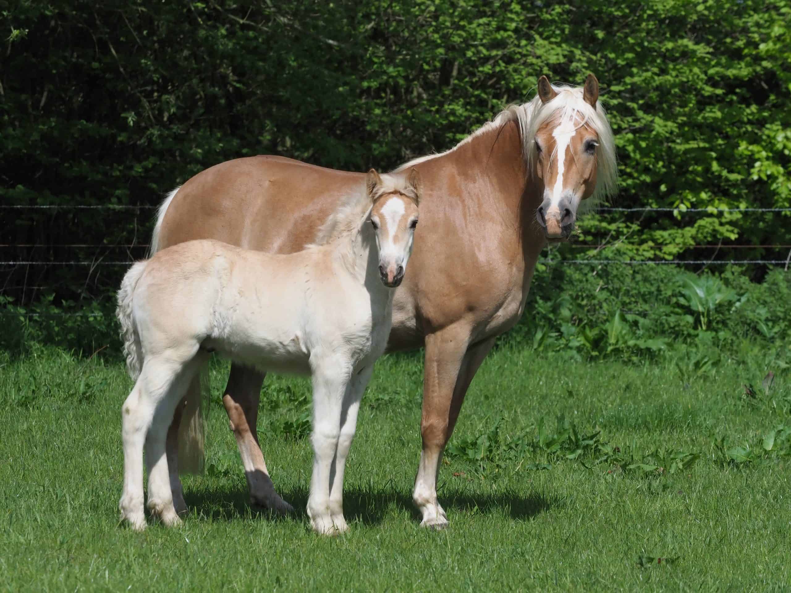 A pretty Haflinger mare and foal stand in a summer paddock.