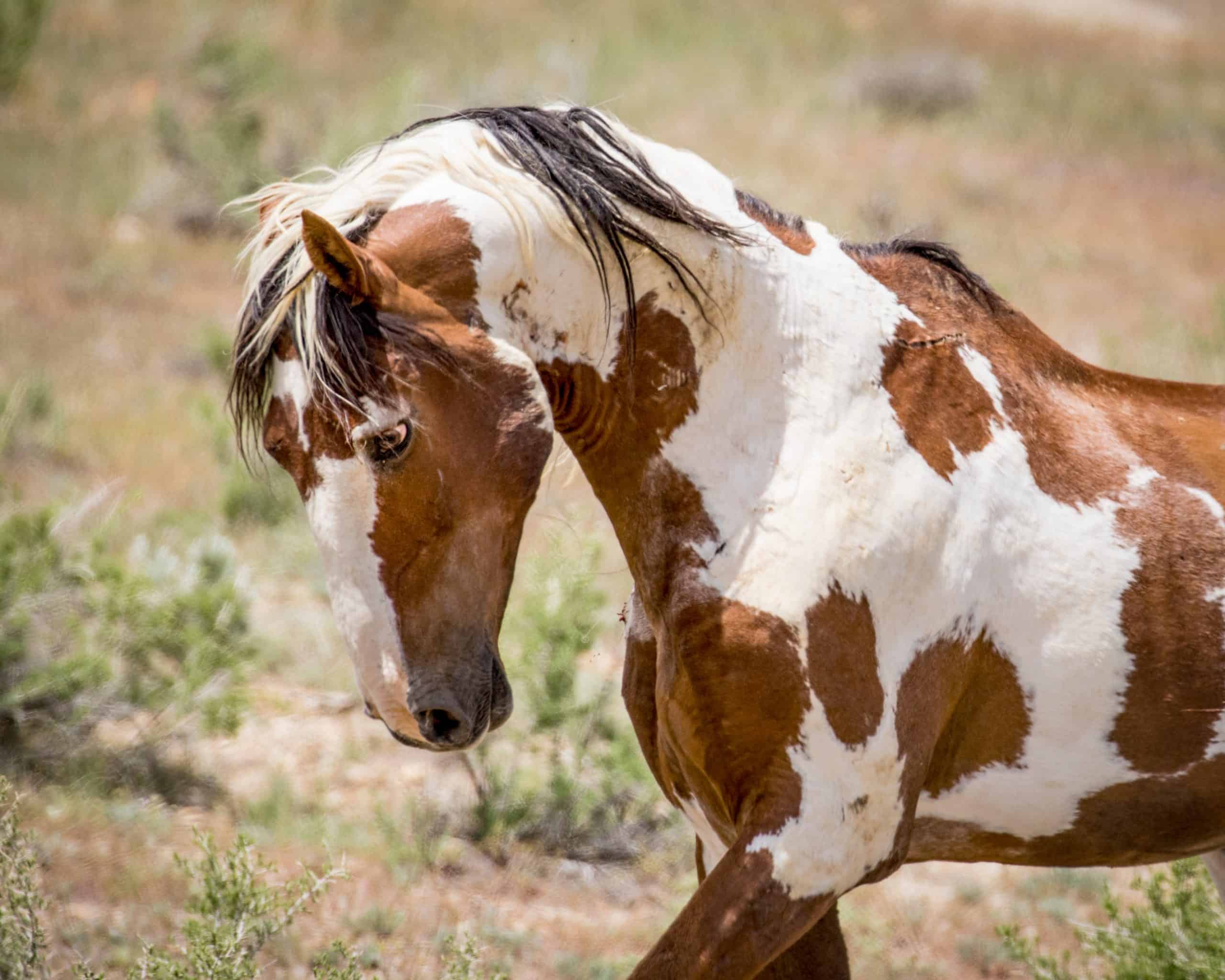 most famous wild mustang