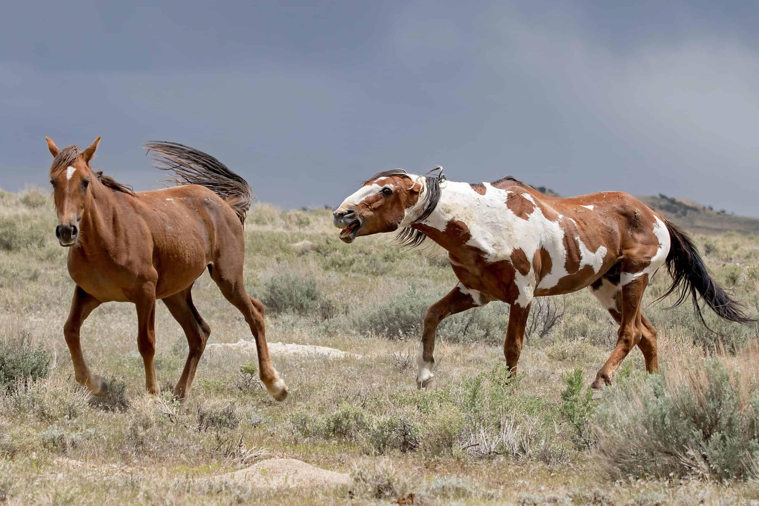 most famous wild mustang