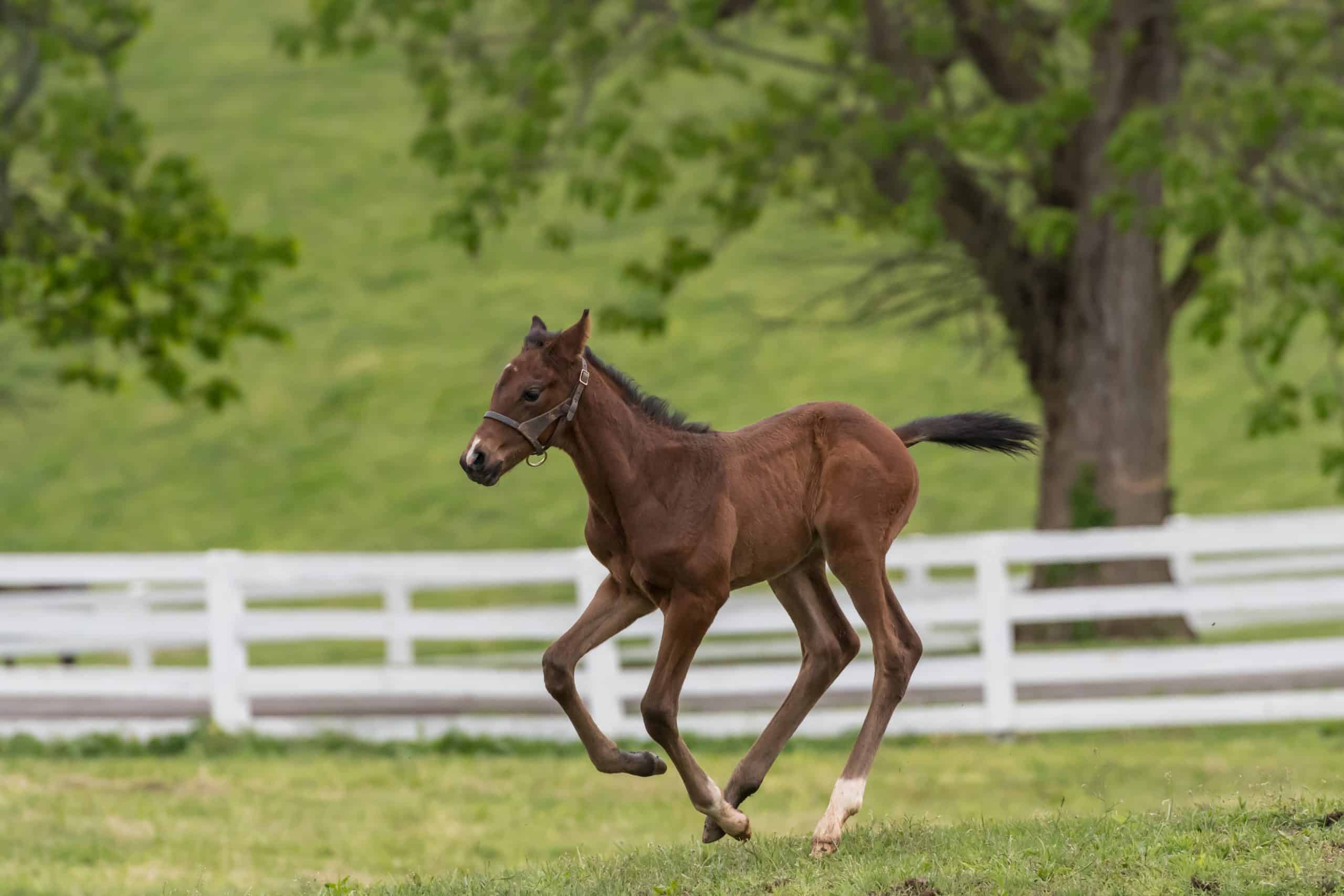 Young horse Tests Out His Legs in Green field