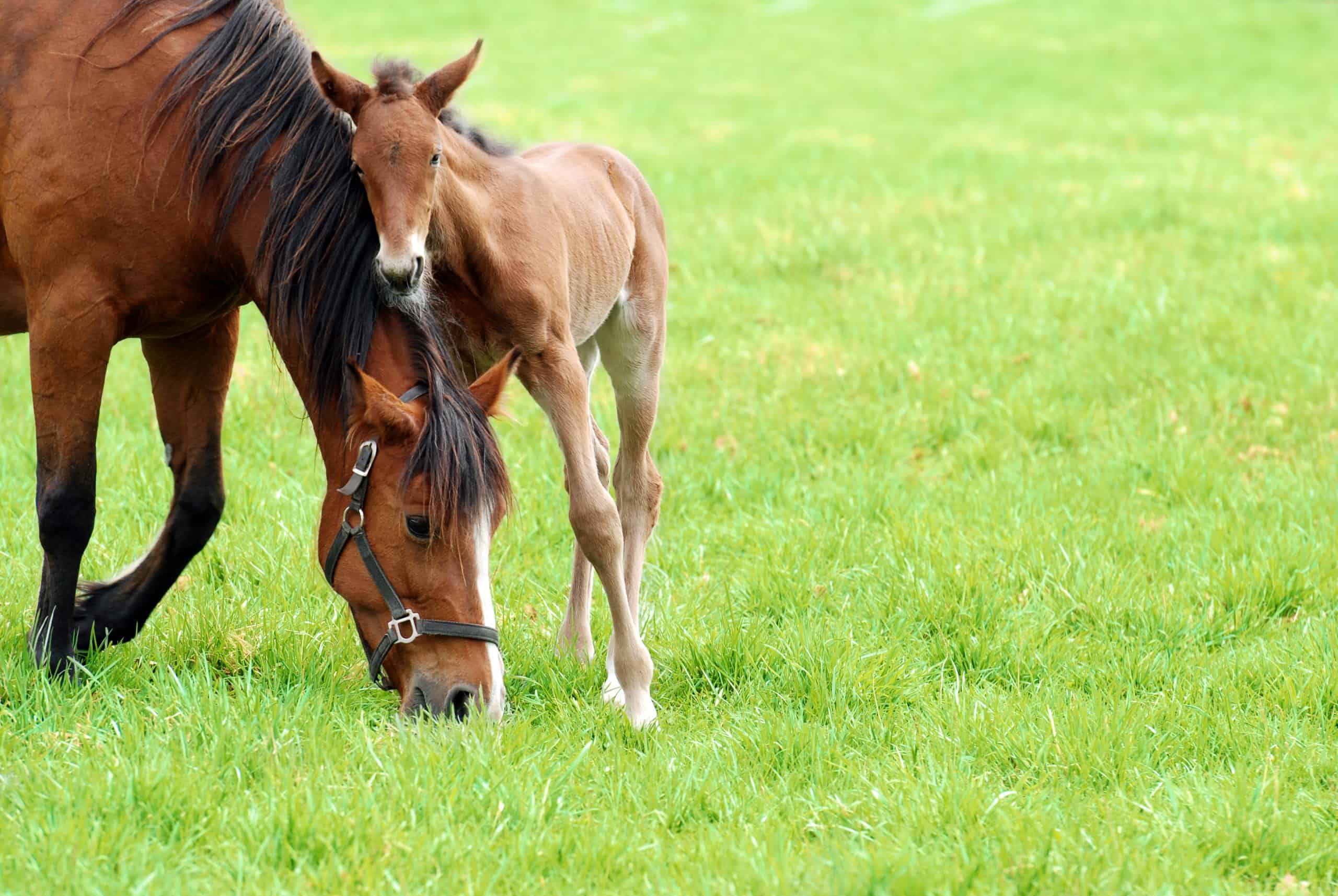 closeup of a mare and her foal on green grass
