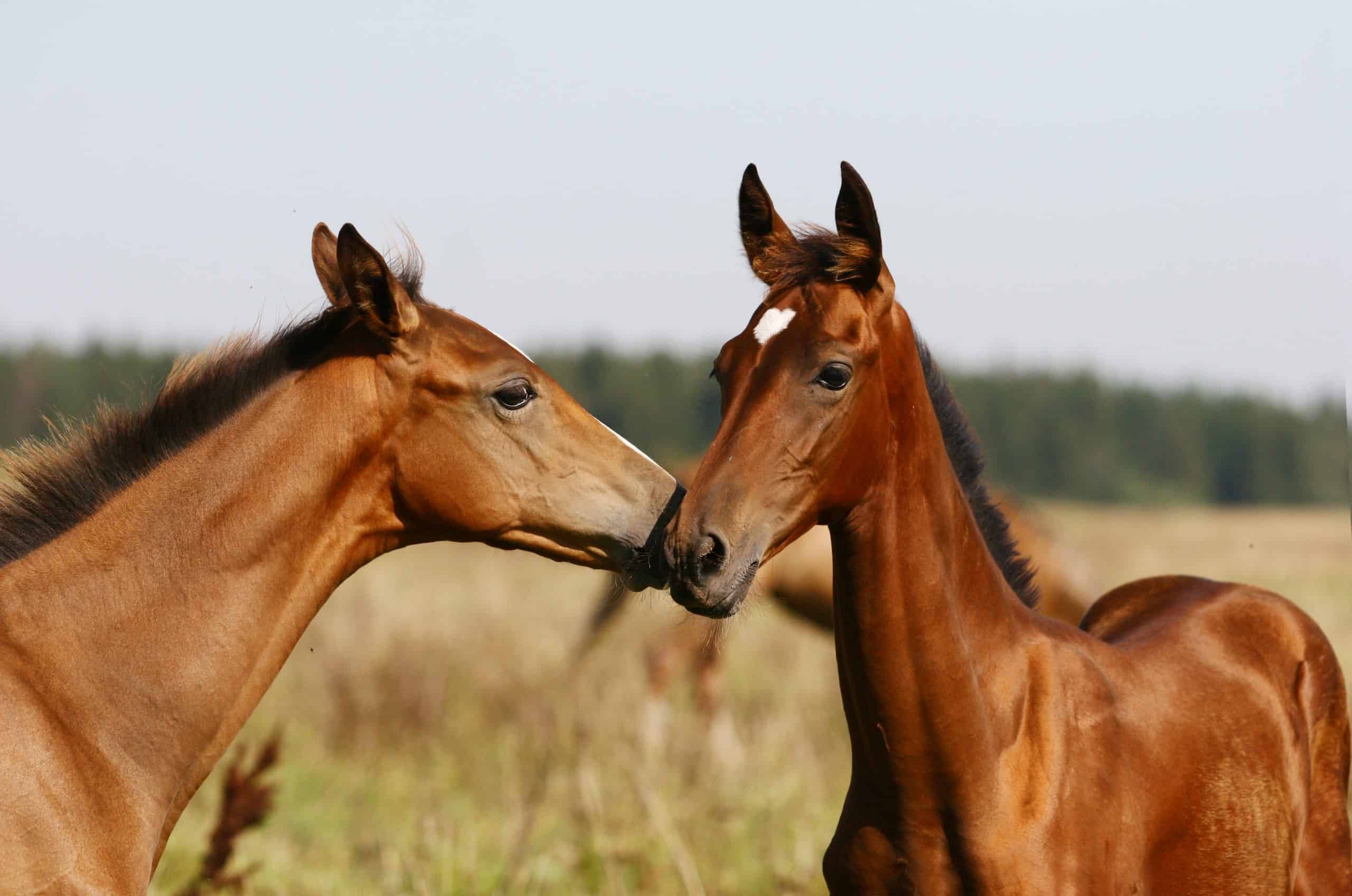 two purebred foals