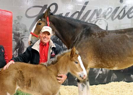 Budweiser clydesdales