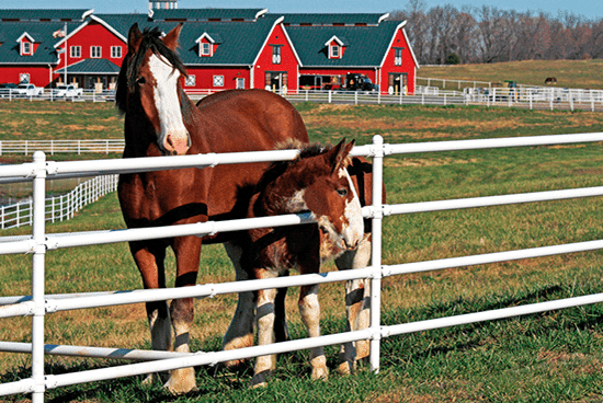 Budweiser clydesdales