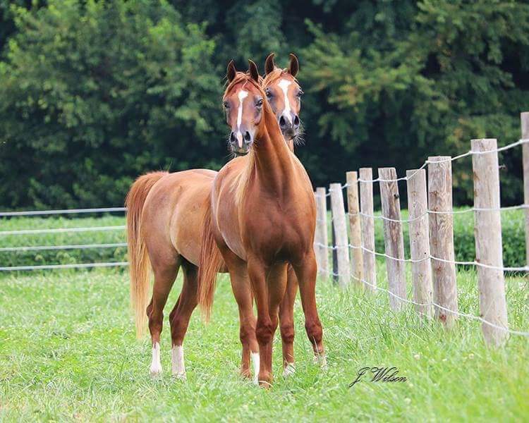 horse twins