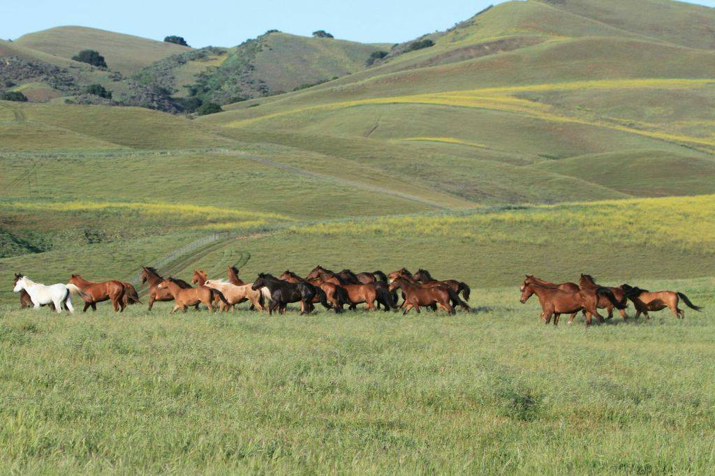 Freedom reigns unwanted horses