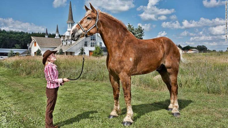 Different Draft Horse Breeds: Strength, Stamina, and Legacy Unveiled