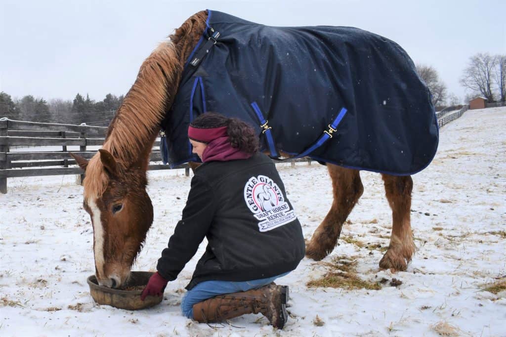 Gentle Giants Draft Horse Rescue
