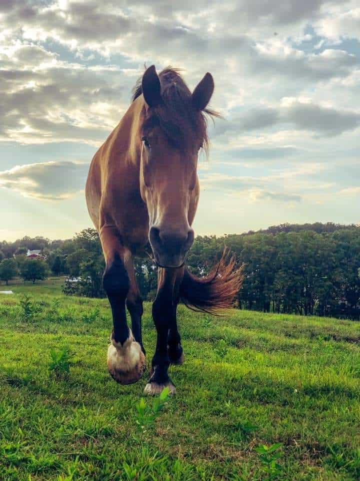 Gentle Giants Draft Horse Rescue