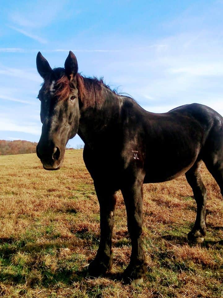 Gentle Giants Draft Horse Rescue