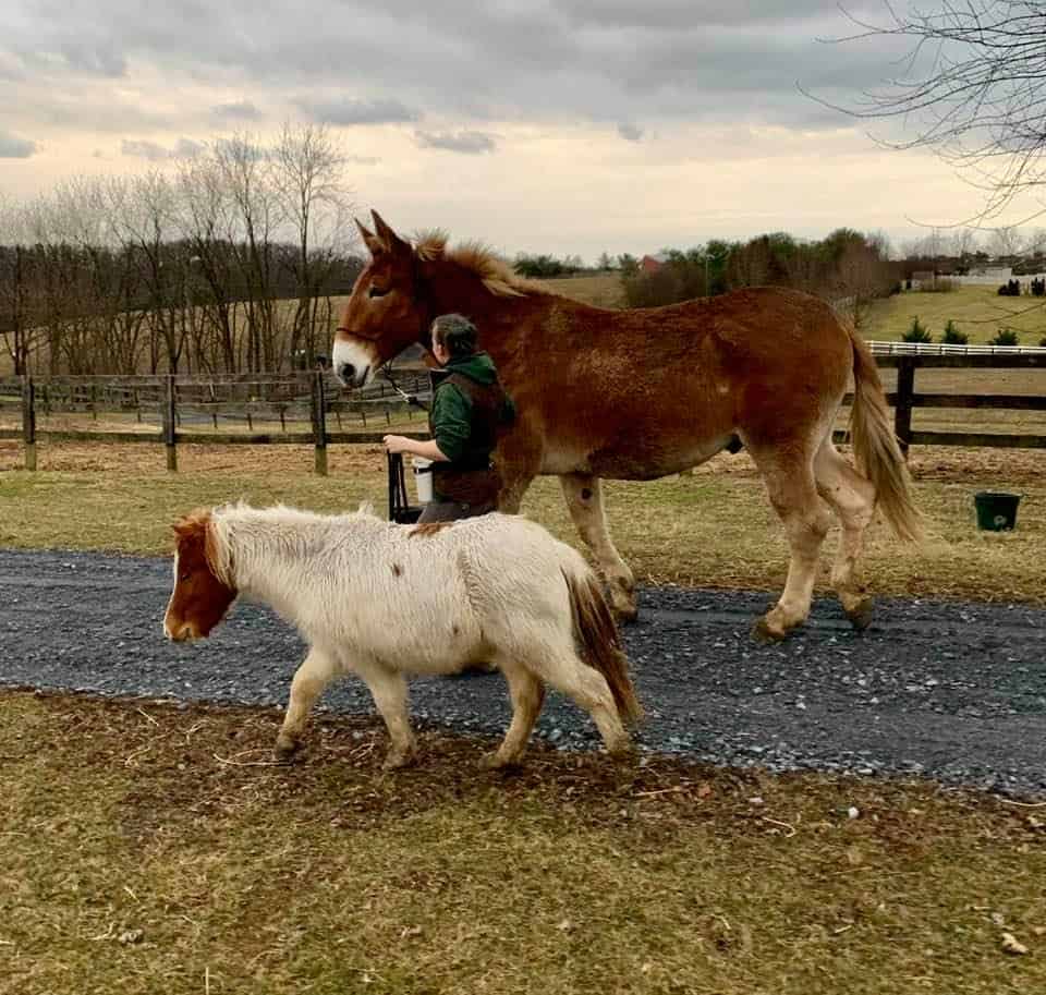 Gentle Giants Draft Horse Rescue