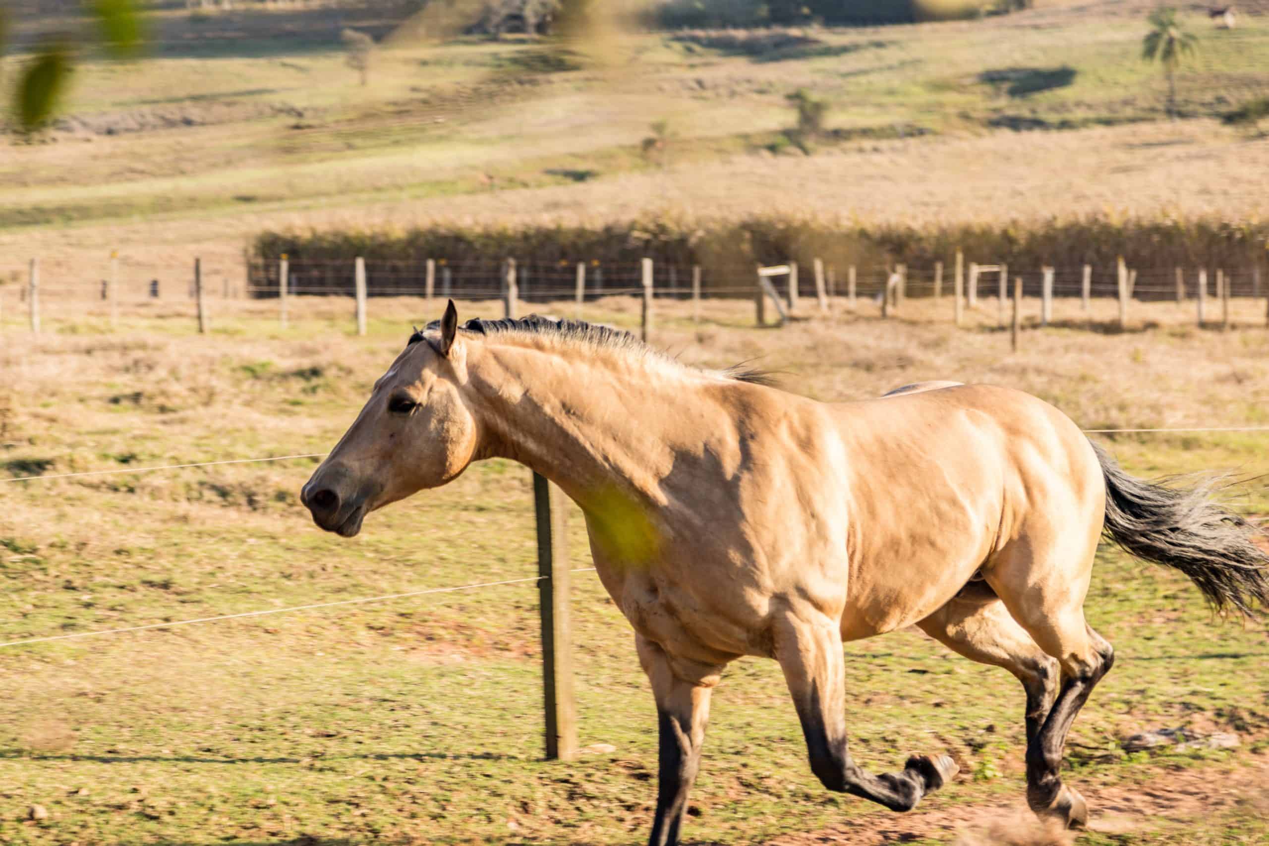 American Quarter Horse buckskin Stallion running