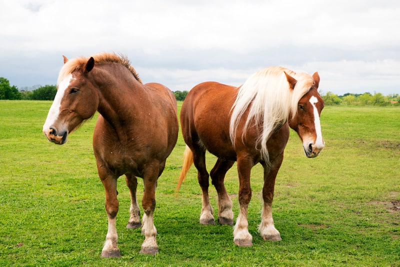 Equine 411: All About The Ardennes Horse Breed