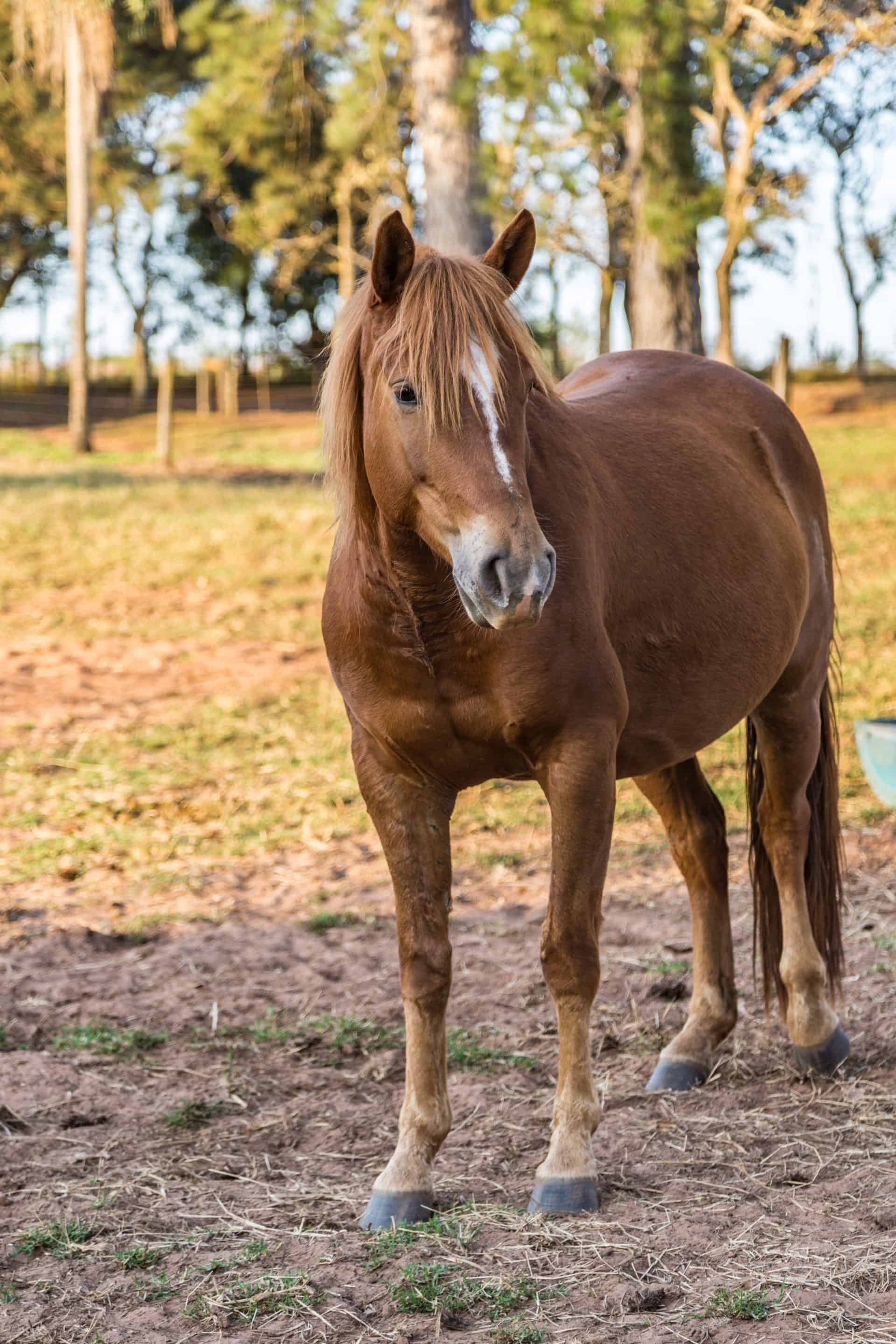 4 Best Horse Breeds For Beginners