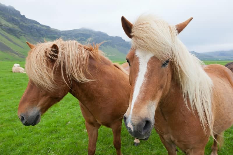 types of horses