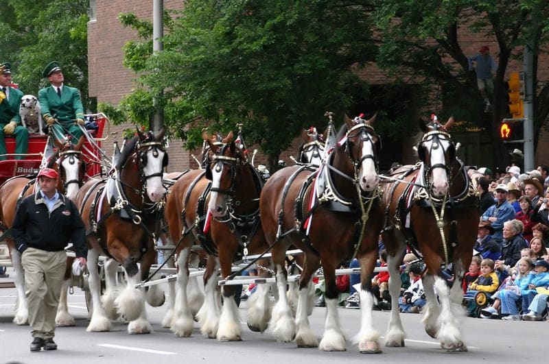 World's Biggest Horses