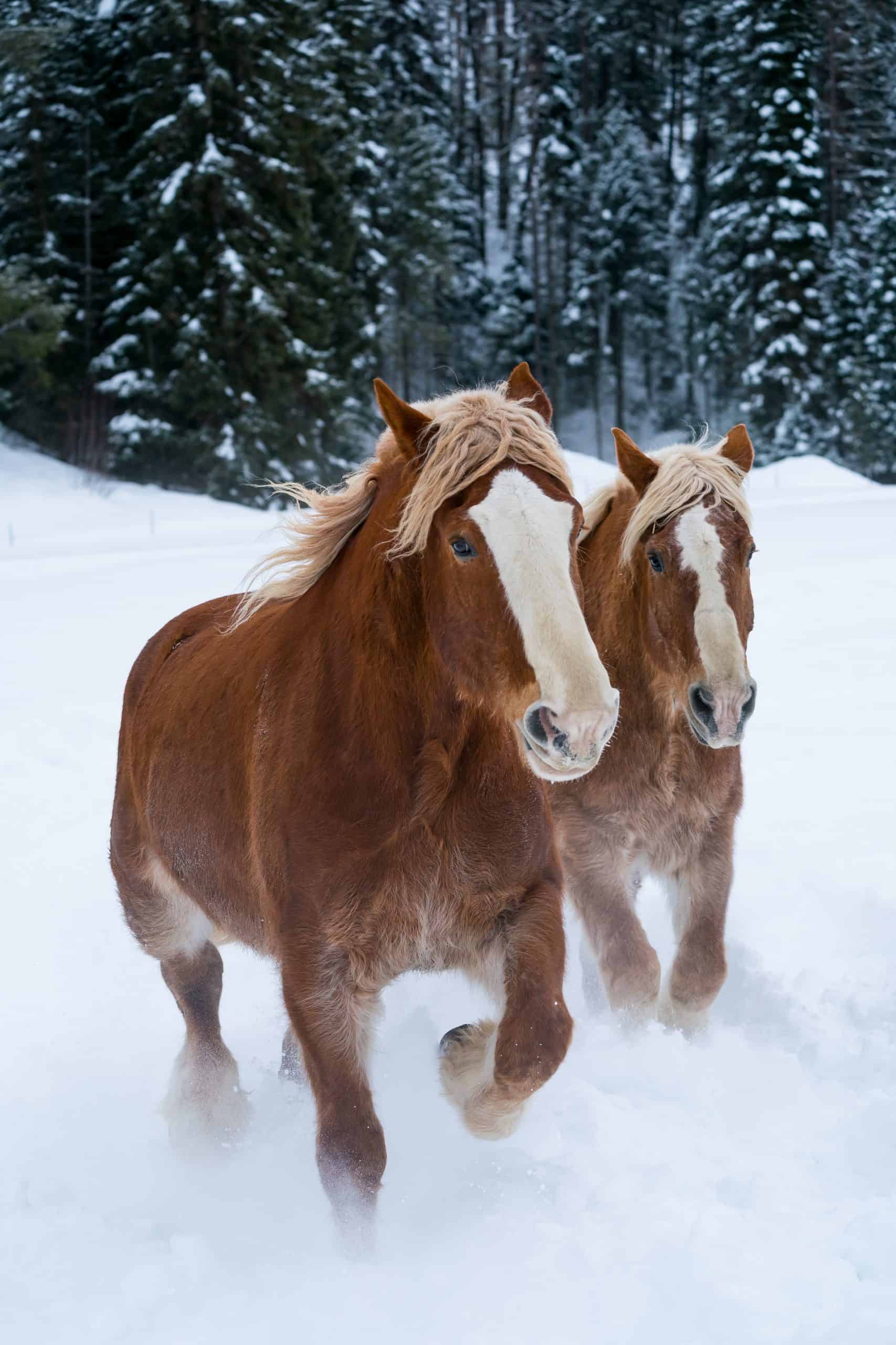Draft horses race through the Montana snow