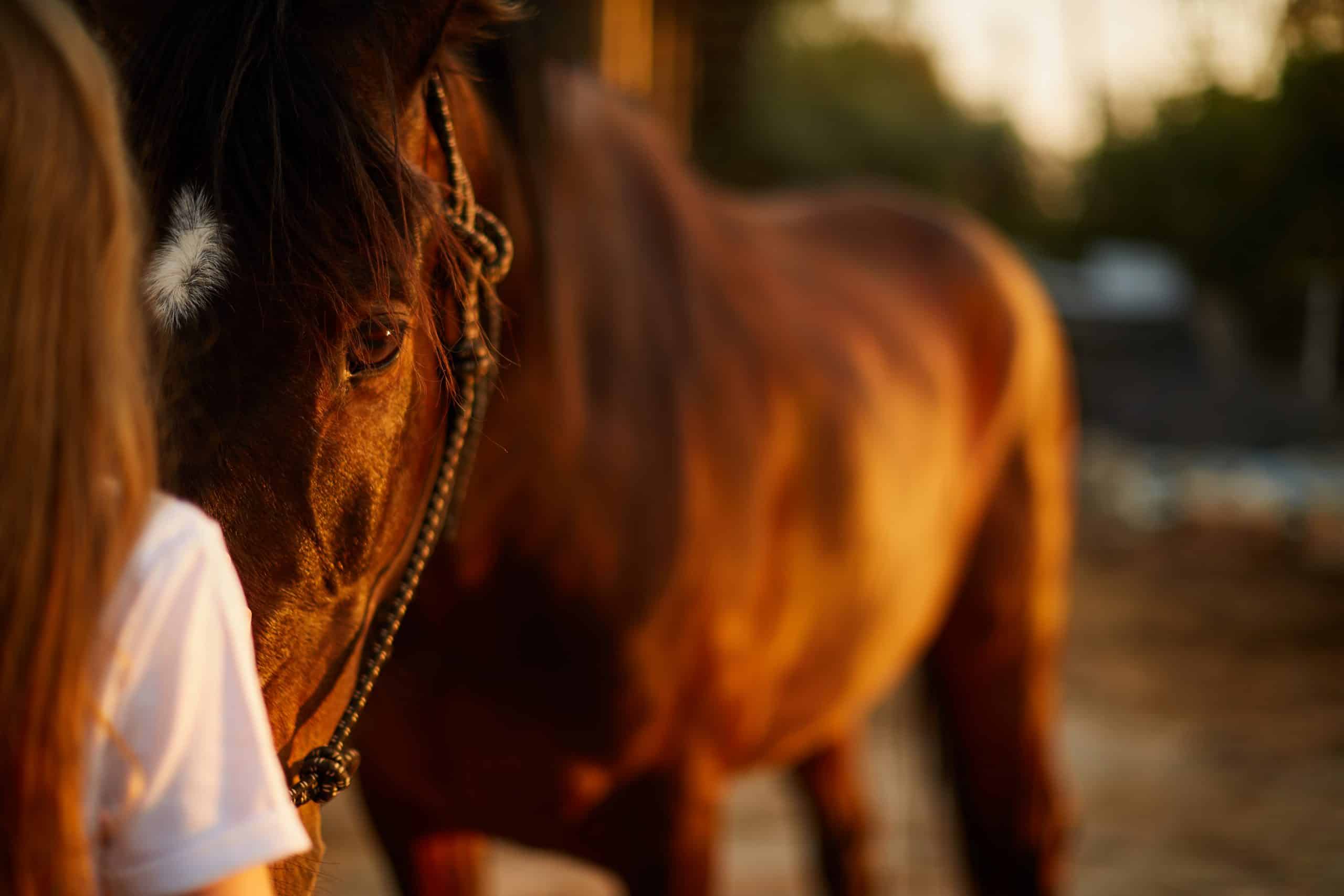 The girl looks into the eyes of a beautiful horse
