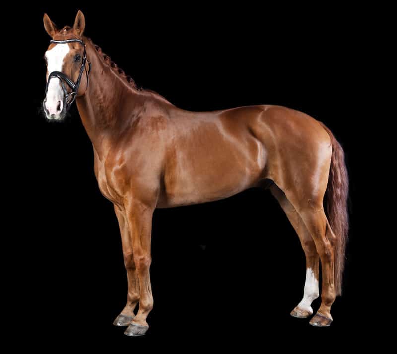 what are the types of horses