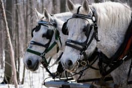 Percherons: The Fascinating Backstory Behind Our Favorite Cold-Blooded ...