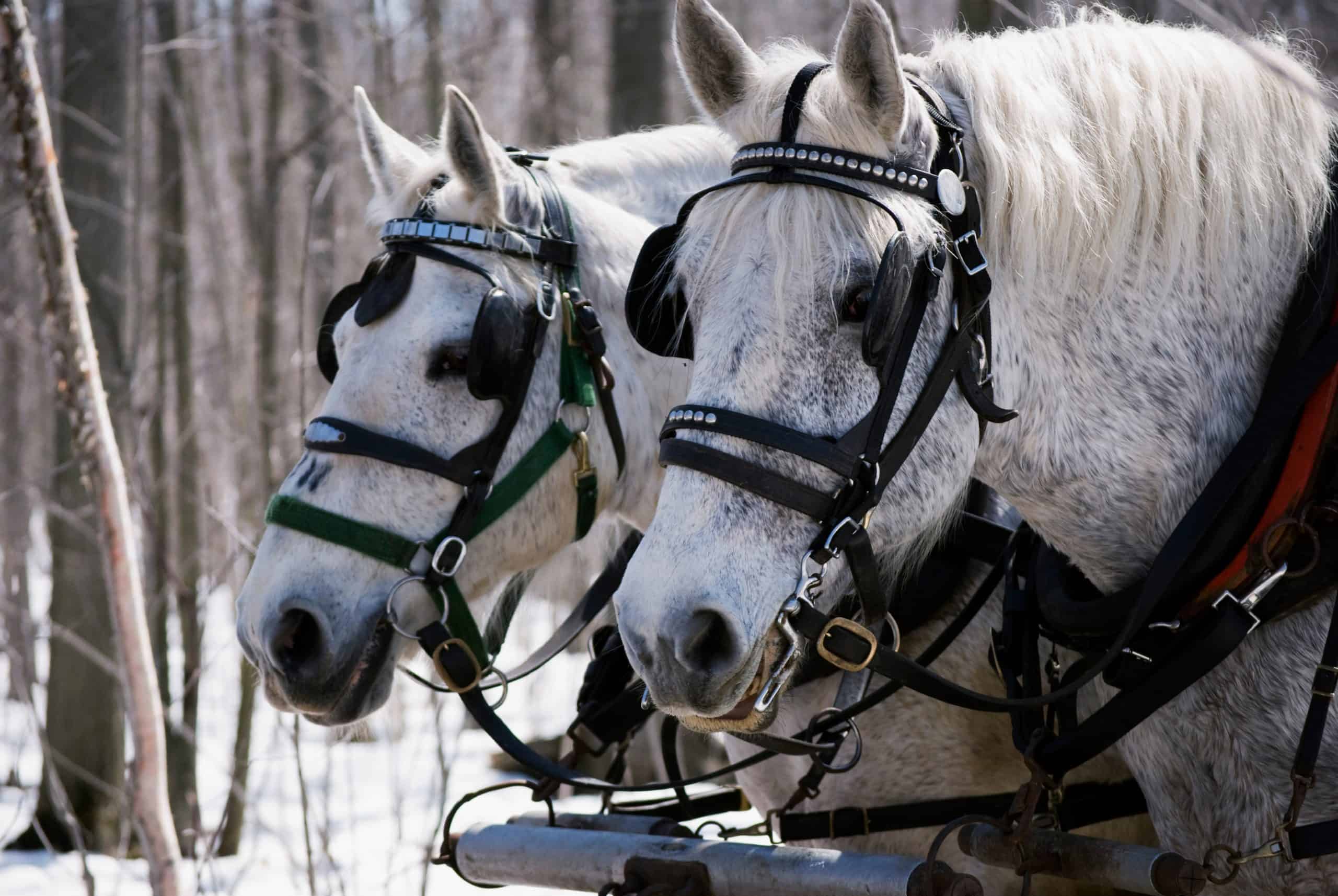 Percheron horses harnessed to a wagon