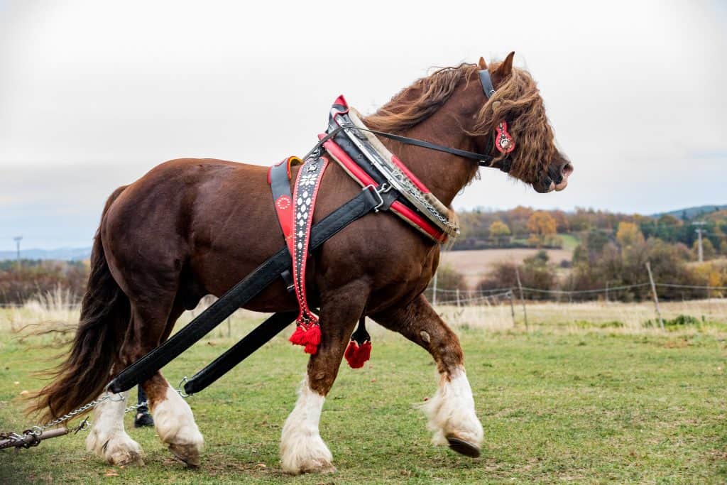 Portrait of a brown stallion Percheron with beautiful mane and harness on autumn land. Beautiful brown draft horse outdoors with white legs. Czech Republic.