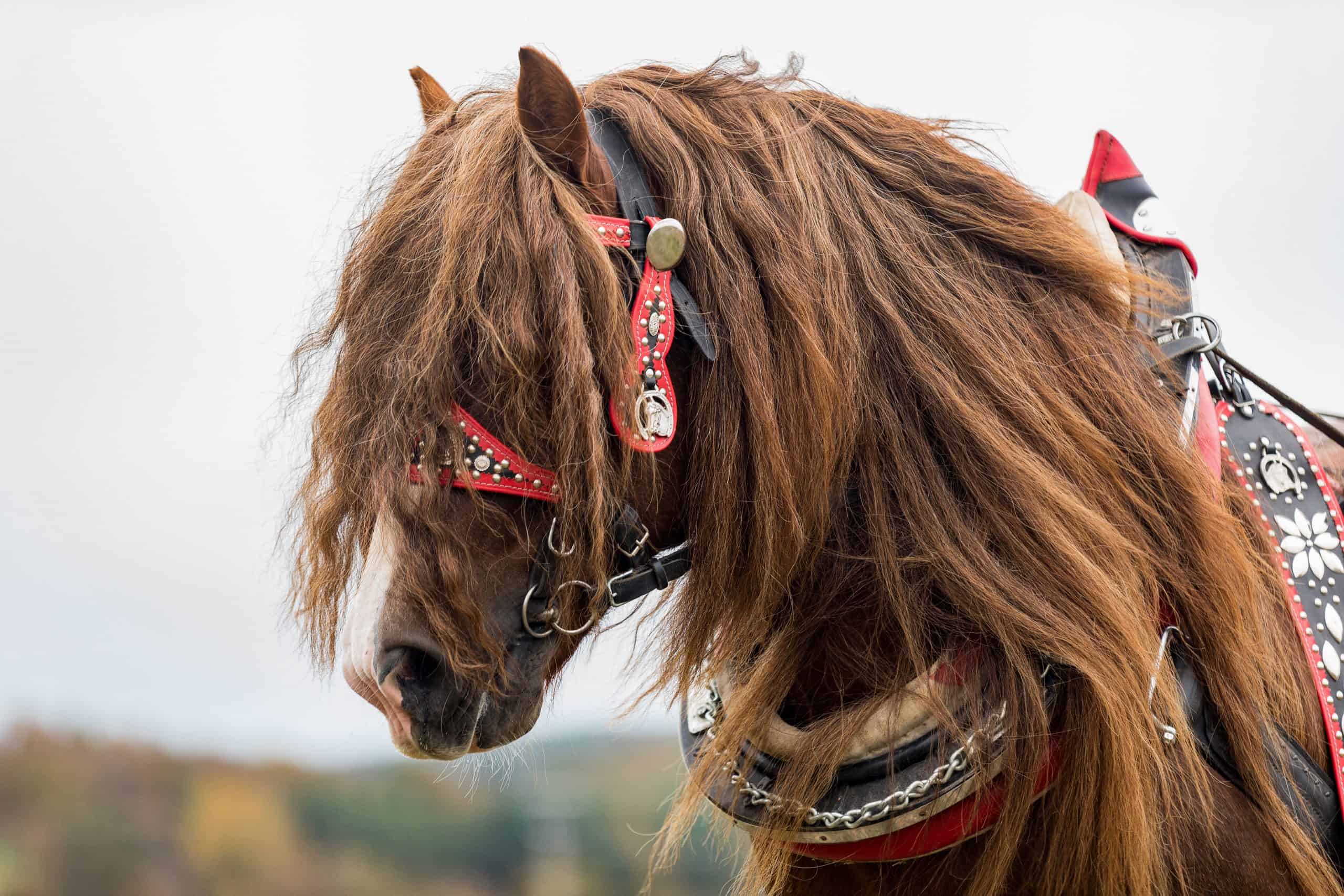 percheron stallion shetland foal